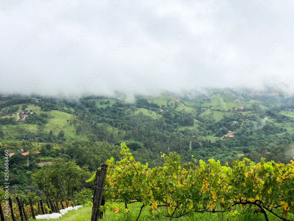  Top view of the vineyards in the mountain during cloudy raining season. Grapevines in the green hills. Vineyards for making wine grown in the valleys on rainy days and fog blowing through.