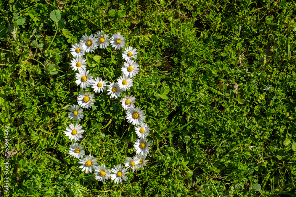 Fototapeta premium March 8th white daisy figure, World woman's day concept photo