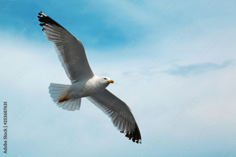 Obraz premium Seagull flying in the sky