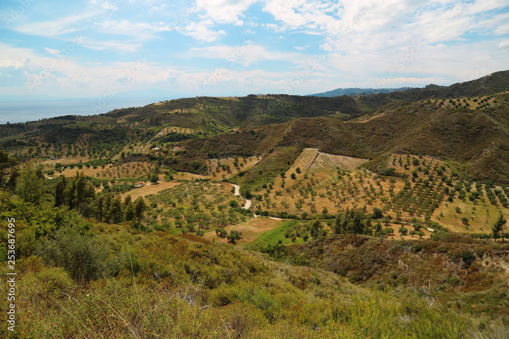 Olive plantations near Nea Skioni village on Kassandra peninsula, Greece
