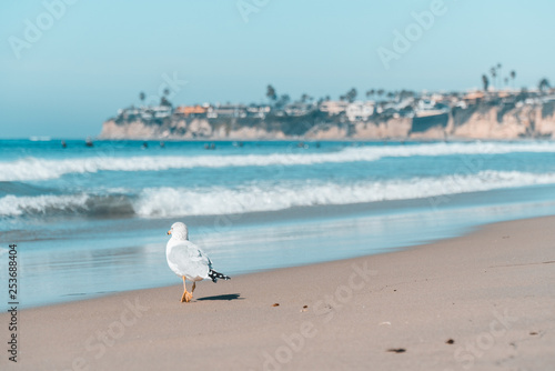Gaviota 