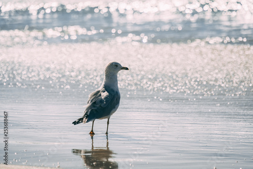 Gaviota en la orilla