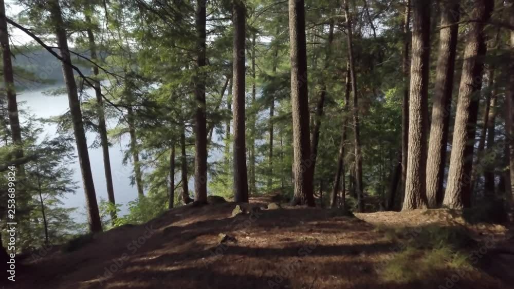 A beautiful, cinematic dolly shot, deep in the woods of Chelsea, Quebec. The camera pushes towards the sunlit red pines, coming over a ledge, revealing the forest floor. A beautiful, cinematic dolly shot, deep in the woods of Chelsea, Quebec. The camera pushes towards the sunlit red pines, coming over a ledge, revealing the forest floor.