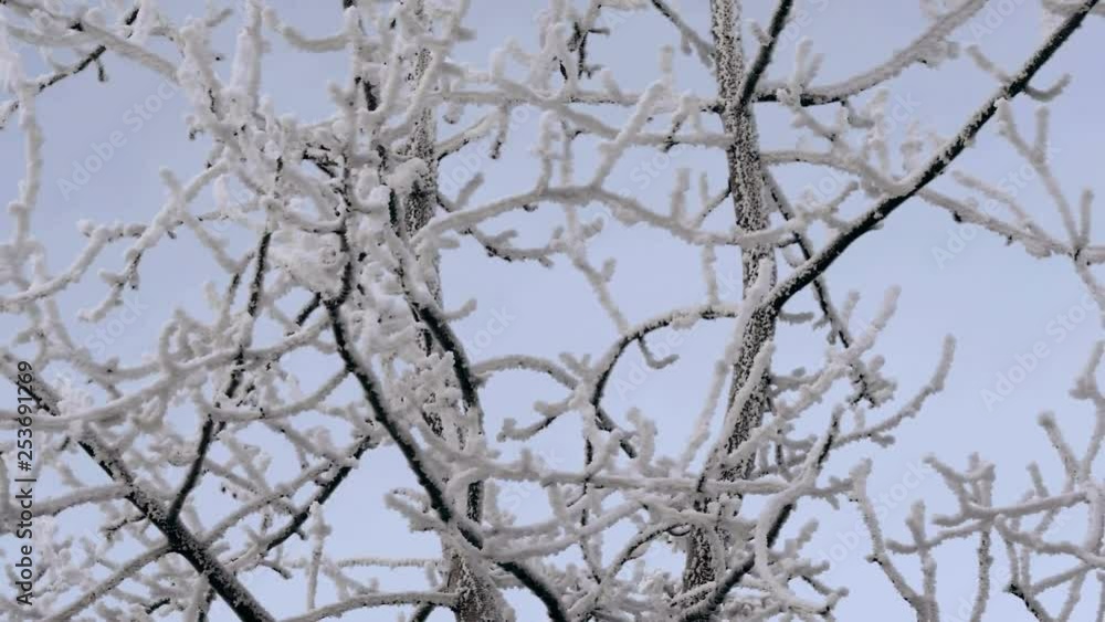 Snow encrusted tree in Anchorage, Alaska. Peaceful winter morning 4k Snow encrusted tree in Anchorage, Alaska. Peaceful winter morning 4k