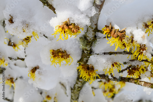 View of yellow which hazel branch in bloom from below, snow covered on top