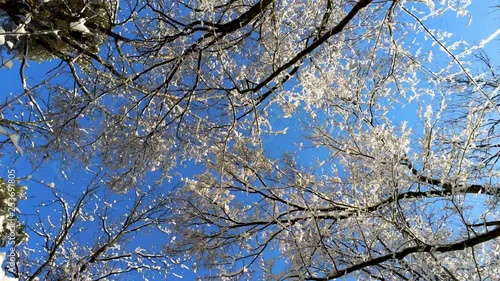 Wallpaper Mural Flight through snow covered trees in forest on cold winter day Torontodigital.ca