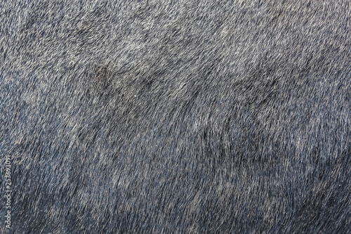 moose fur hair texture background