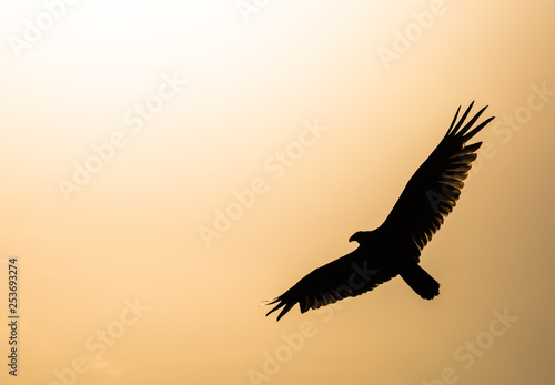 isolierter Adler fliegt in Richtung Sonne vor orangenem Hintergrund
