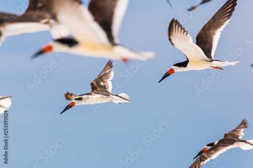 fliegende Scherenschnabel im blauen Himmel