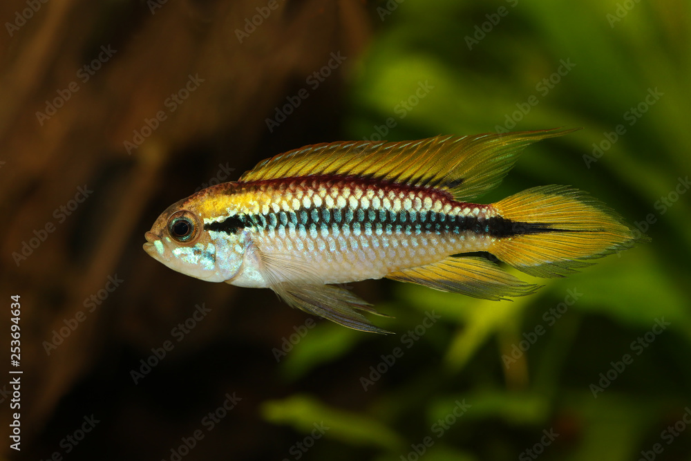 Agassiz's dwarf cichlid Apistogramma Agassizii aquarium fish Stock ...