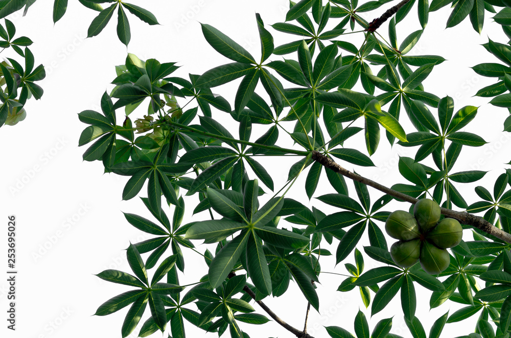 background with green leaves background with green leaves