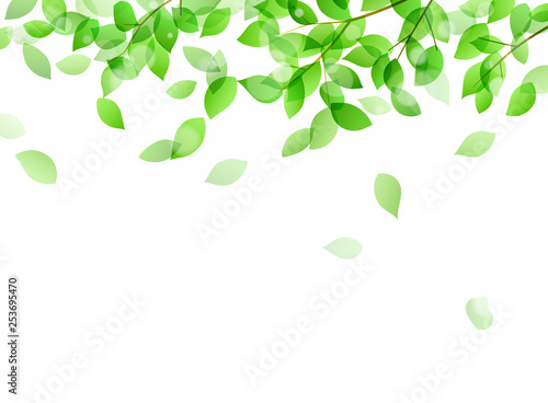 Fresh green and sunbeams background material