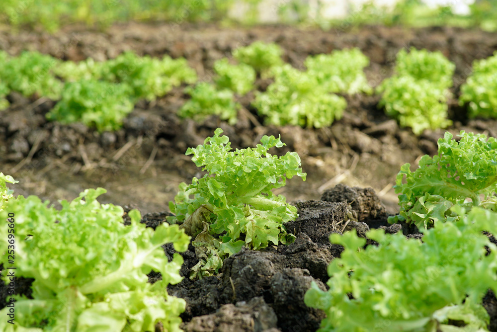 Organic Green Oak Garden in Home Farm Organic Green Oak Garden in Home Farm