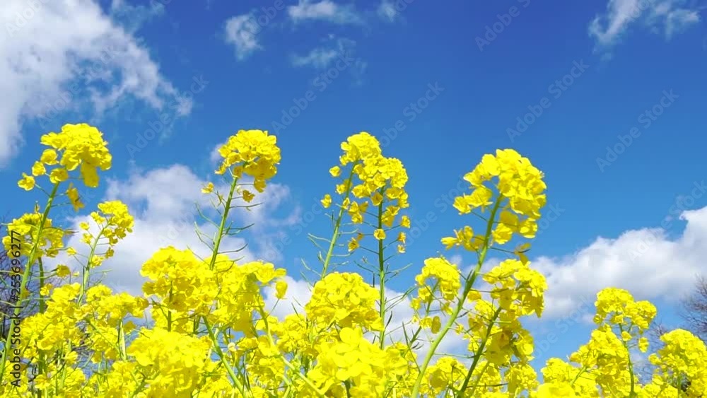 菜の花 菜の花