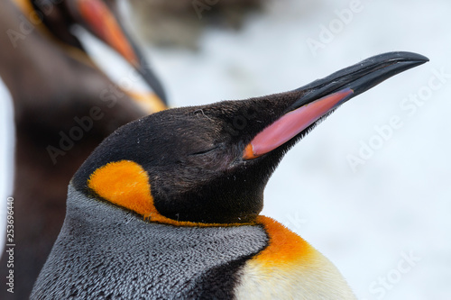 Close-up of an emperor penguin
