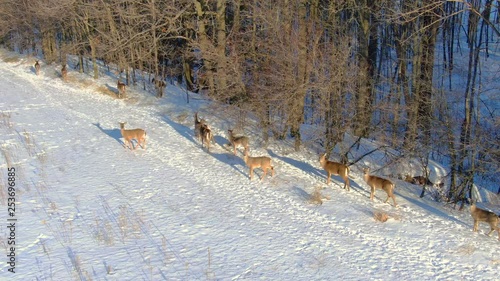 Wallpaper Mural Herd of deer congregate at edge of woods, aerial view. Torontodigital.ca