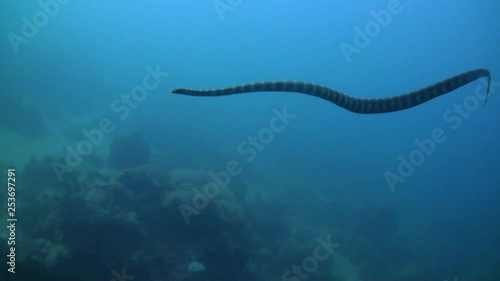  Little File Snake (Acrochordus granulatus) swimming - Scuba Divers in Background photo
