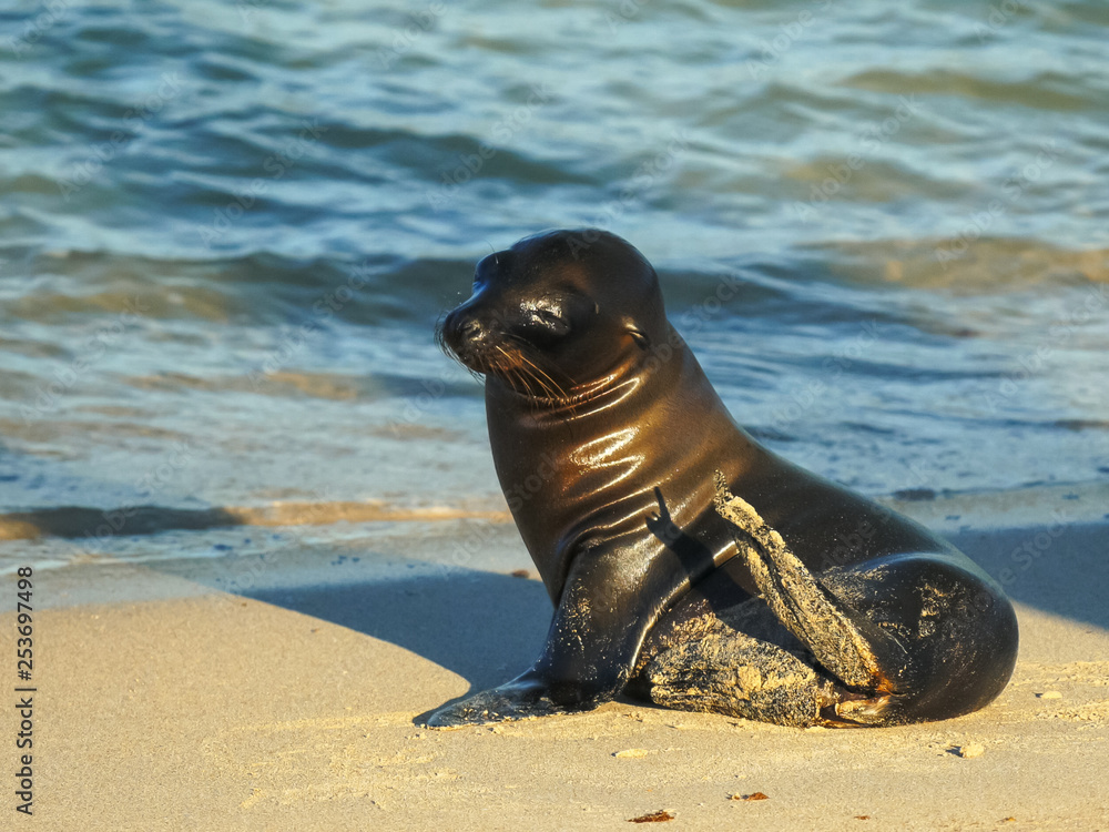 Obraz premium baby sea lion on a beach at isla santa fe in the galapagos