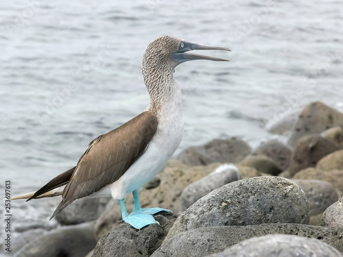 blue-footed booby scratching its head on isla lobos in the galalagos islands