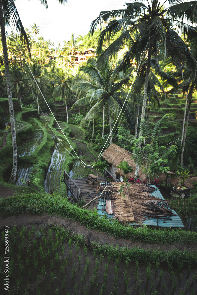 Swing in the jungle. Tegalalang rice terraces in Ubud, Bali island, Indonesia. Swing in the jungle. Tegalalang rice terraces in Ubud, Bali island, Indonesia.