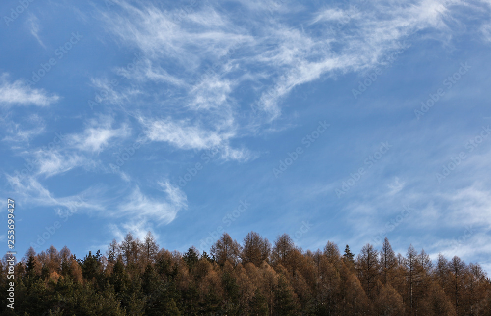 Fototapeta premium Winter sky (space for text) with few cirrus clouds over coniferous trees tops.