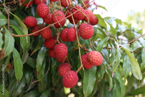 Lychee, ripe red on a tree in the garden – Image    