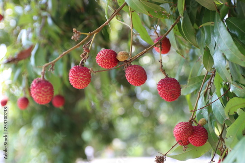 Lychee  ripe red on a tree in the garden     Image    