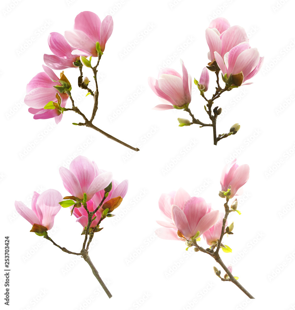 Obraz premium Set of beautiful blooming magnolia flowers on white background