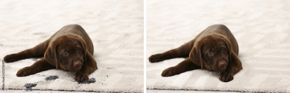 Cute dog leaving muddy paw prints on carpet