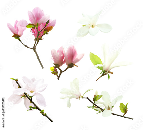Set of different beautiful magnolia flowers on white background