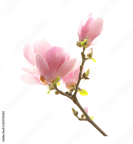 Beautiful blooming magnolia flowers on white background