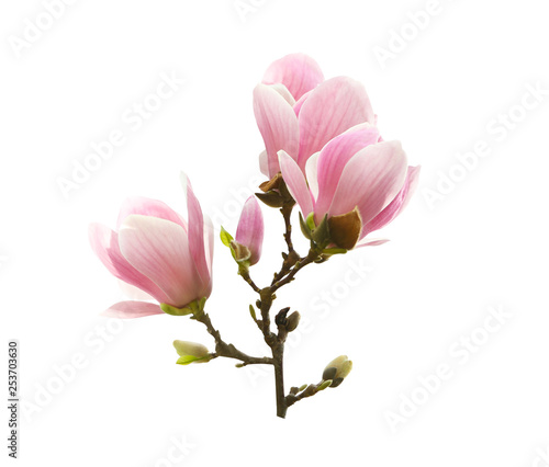 Beautiful blooming magnolia flowers on white background © New Africa