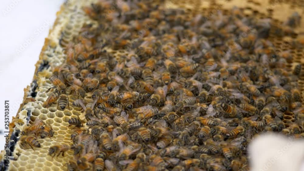 extreme close up beekeeper inspects hive frame with bees for signs of disease extreme close up beekeeper inspects hive frame with bees for signs of disease