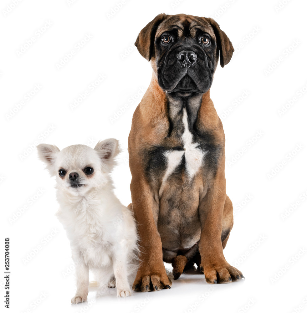 puppy bullmastiff and chihuahua puppy bullmastiff and chihuahua