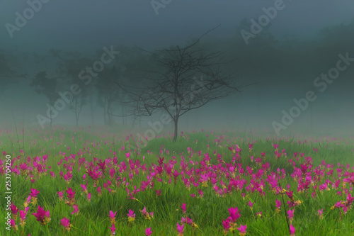  Beautiful field of flower with mist and raining. 