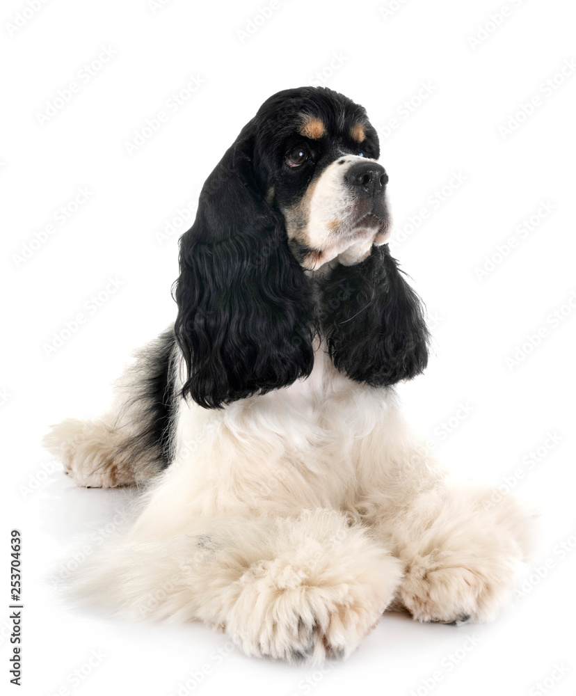 american cocker spaniel american cocker spaniel