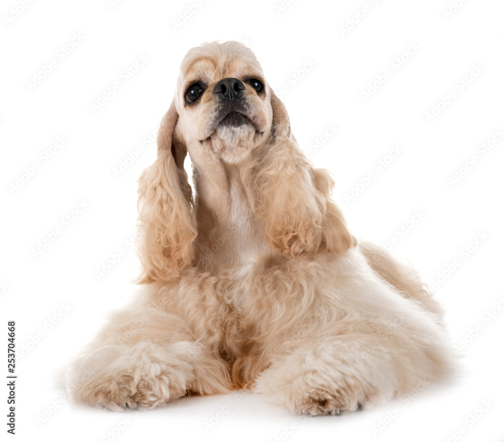american cocker spaniel american cocker spaniel