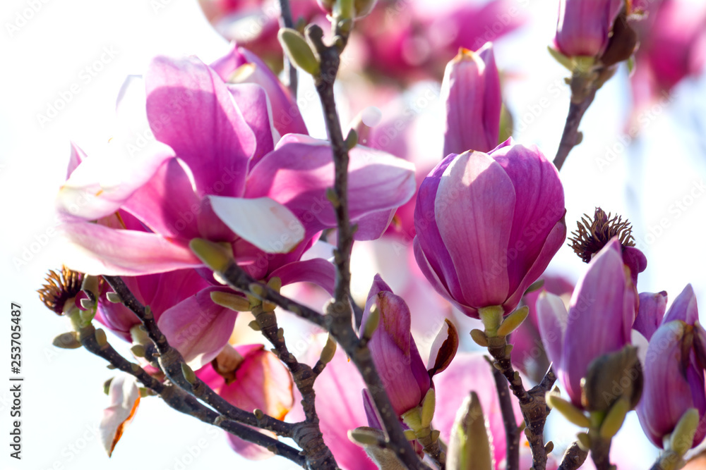 Fototapeta premium Branch of Magnolia Flowers