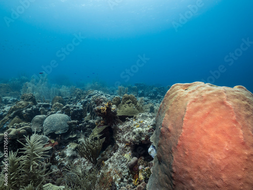 Seascape of coral reef in the Caribbean Sea around Curacao at dive site Watamula with various corals and sponges