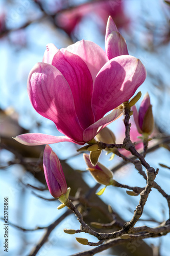 Branch of Magnolia Flowers photo