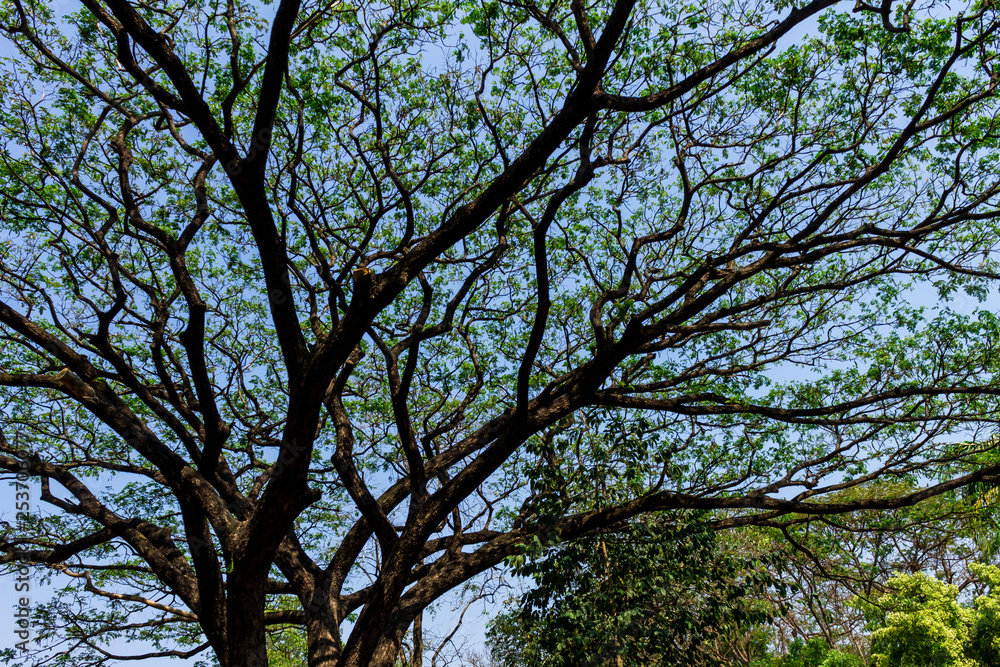 Background of nature Background of nature