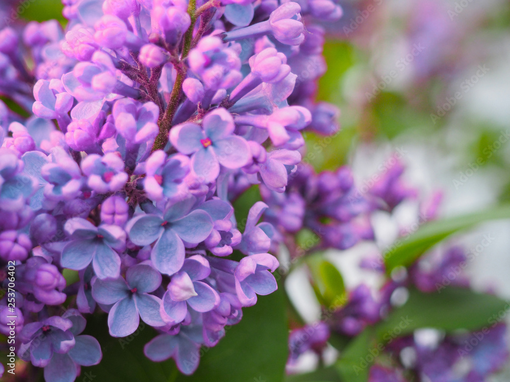 Macro image of spring lilac purple flowers Macro image of spring lilac purple flowers