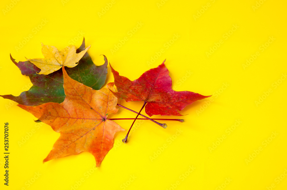 Colorful autumn maple leaves on a yellow background Colorful autumn maple leaves on a yellow background