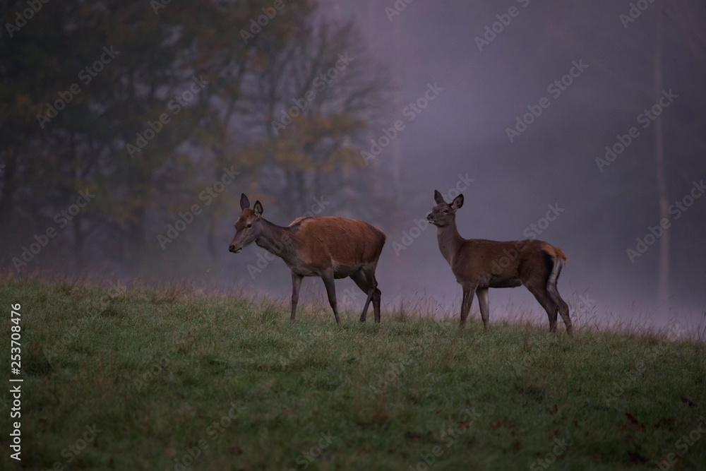 Zwei Rehe in der Seitenansicht auf einer Wiese am Waldrand im Morgennebel Zwei Rehe in der Seitenansicht auf einer Wiese am Waldrand im Morgennebel