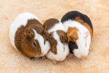 Three guinea pigs huddled together to doze off