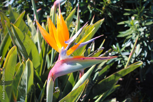Strelitzia reginae - Bird of paradise flower / Crane flower