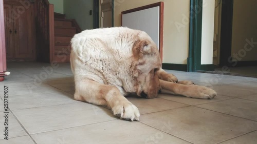 Shepherd dog resting in flat underfloor heating