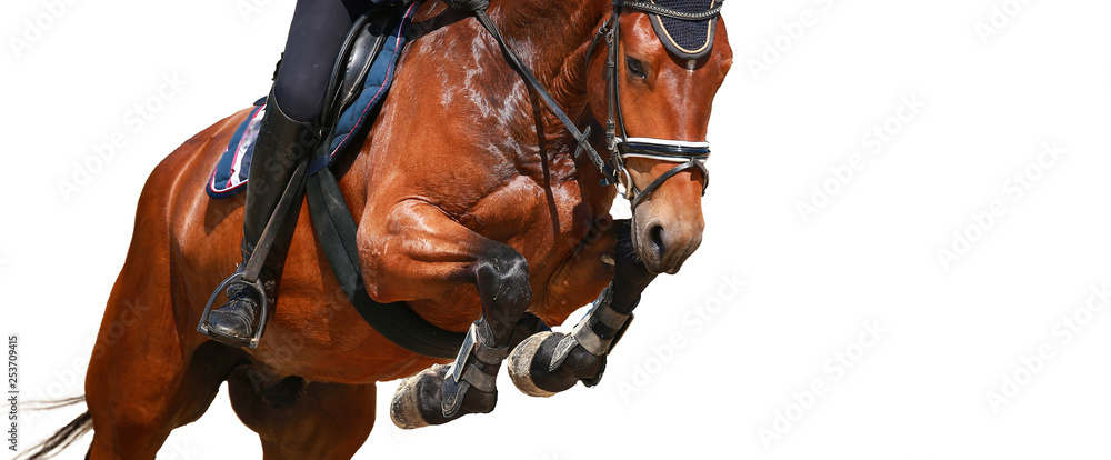Obraz Horse over the jump, close-up of the angled front legs..