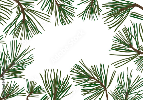 pine branches with green needles