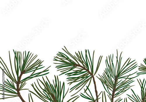 pine branches with green needles